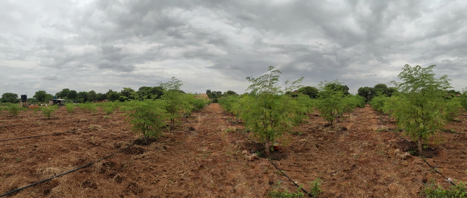 Basava Ayurvedaa farm